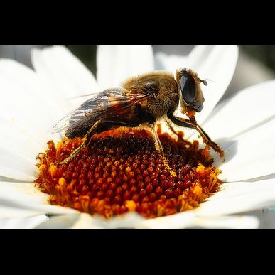 北九州の蜂の巣駆除・おそうじキラリはおすすめの駆除業者